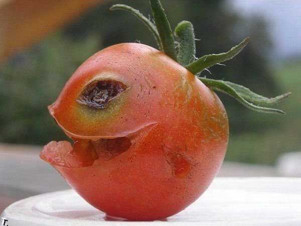 funny tomato picture evil tomato hilarious fruit photos fotos