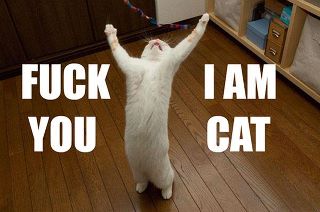 fuck you i am cat funny cat photos pet pictures humorous pics of pets