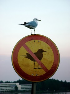 funny photo picture image of seagull no seagull sign humor photographs pics