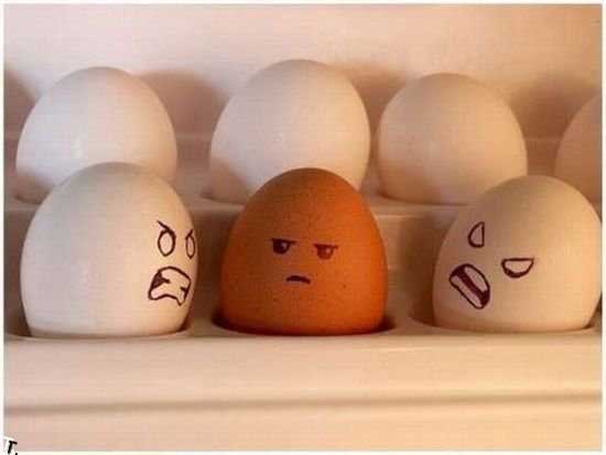 racist eggs photo funny picture of eggs fruit veggies pics fotos