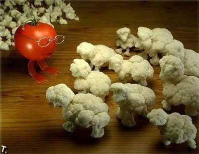 cauliflower sheep photo picture of tomato herding vegetable sheep funny photo